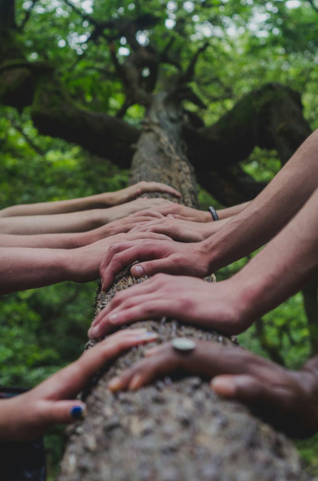 Mãos de diferentes pessoas sobre o tronco de uma árvore